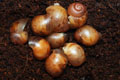 Archachatina marginata ovum Nigeria dark body F1