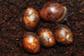 Archachatina marginata ovum Nigeria dark body F1