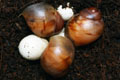 Archachatina marginata cf. suturalis Nigeria typ 3 silver body