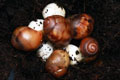 Archachatina marginata cf. suturalis Nigeria typ 3 silver body