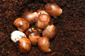 Archachatina marginata cf. suturalis Nigeria typ 3 silver body