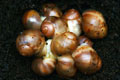 Archachatina marginata cf. suturalis Nigeria typ 3 silver body