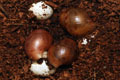 Archachatina marginata cf. suturalis Nigeria typ 3 silver body