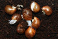 Archachatina marginata cf. suturalis Nigeria typ 3 silver body