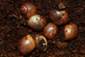 Archachatina marginata cf. suturalis Nigeria typ 3 silver body