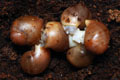 Archachatina marginata cf. suturalis Nigeria typ 3 silver body