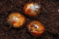 Archachatina marginata cf. suturalis Nigeria typ 3 silver body