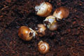 Archachatina marginata cf. suturalis Nigeria typ 3 silver body