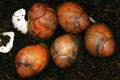 Archachatina marginata cf. suturalis Nigeria typ 3 silver body