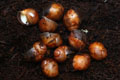 Archachatina marginata cf. suturalis Nigeria typ 3 silver body