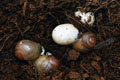 Archachatina marginata cf. suturalis Nigeria typ 3 silver body