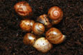 Archachatina marginata cf. suturalis Nigeria typ 3 silver body