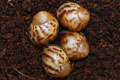 Archachatina marginata eduardi Cameroon F1