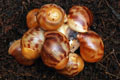 Archachatina marginata eduardi Cameroon F1
