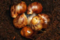 Archachatina marginata eduardi Cameroon F1