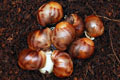 Archachatina marginata eduardi Cameroon F1