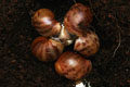 Archachatina marginata eduardi Cameroon F1