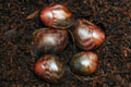Archachatina marginata ssp. Cameroon 2 (eduardi var. rhodei)
