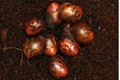 Archachatina marginata ssp. Cameroon 2 (eduardi var. rhodei)
