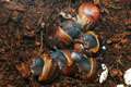 Archachatina marginata ssp. Cameroon 2 (eduardi var. rhodei)