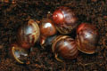 Archachatina marginata ssp. Cameroon 2 (eduardi var. rhodei)