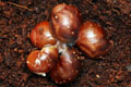 Archachatina marginata egregia Cameroon