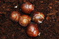 Archachatina marginata egregia Cameroon