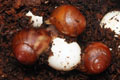 Archachatina marginata egregia Cameroon