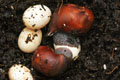 Archachatina marginata egregia Cameroon