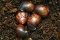 Archachatina marginata egregia Cameroon