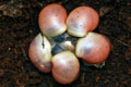 Archachatina marginata grevillei Cameroon