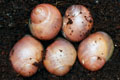 Archachatina marginata grevillei Cameroon