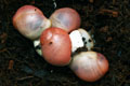 Archachatina marginata grevillei Cameroon