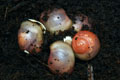 Archachatina marginata grevillei Cameroon