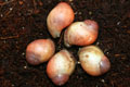 Archachatina marginata grevillei Cameroon