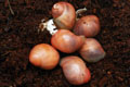 Archachatina marginata grevillei Cameroon