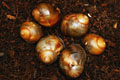 Archachatina marginata marginata Cameroon