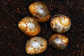 Archachatina marginata marginata Cameroon