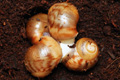 Archachatina marginata marginata Cameroon