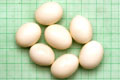 Archachatina marginata ovum Nigeria leucistic F1