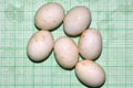 Archachatina marginata ovum Nigeria albino body F1