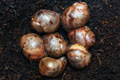 Archachatina marginata ovum Nigeria leucistic F1