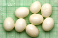Archachatina marginata ovum Nigeria dark body F1
