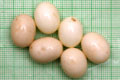 Archachatina marginata ovum Nigeria dark body F1