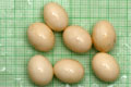 Archachatina marginata ovum Nigeria dark body F1