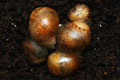 Archachatina marginata ovum Nigeria dark body F1