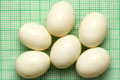 Archachatina marginata ovum Nigeria light body F1