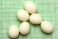 Archachatina marginata ovum Nigeria light body F1