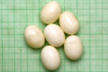 Archachatina marginata ovum Nigeria light body F1