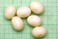 Archachatina marginata ovum Nigeria light body F1
